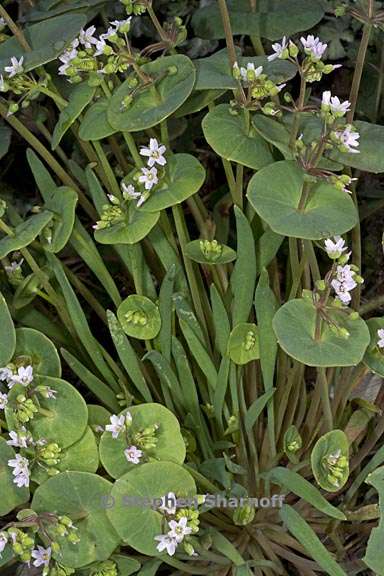 claytonia parviflora ssp parviflora 4 graphic